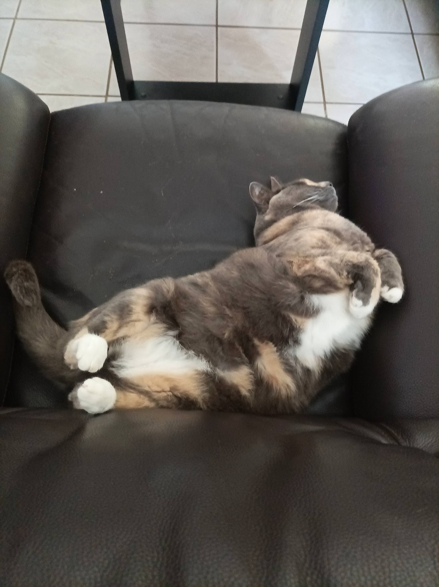 Ness participe au concours pour gagner de l'argent avec cette photo : canidae, carnivore, cat, chair, comfort, companion_dog, couch, dog_breed, felidae, fur, hardwood, nap, room, small_to_medium_sized_cats, snout, sporting_group, tail, whiskers, window, wood