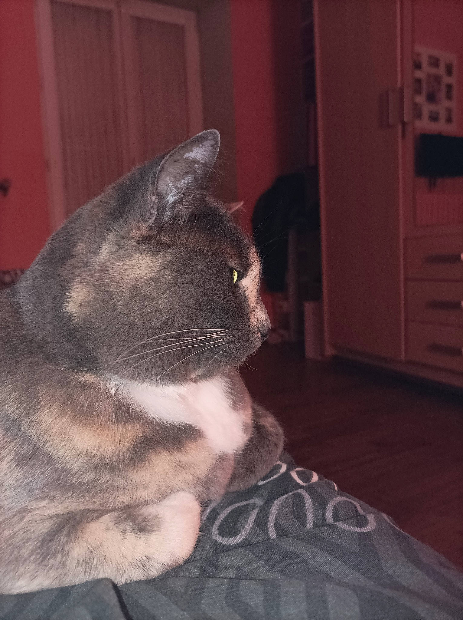 Ness a rejoint le concours — aidez-le/la à gagner de superbes lots ! cabinetry, carnivore, cat, chest_of_drawers, comfort, cupboard, domestic_short_haired_cat, door, drawer, eye, felidae, flooring, fur, hardwood, small_to_medium_sized_cats, snout, tail, whiskers, window, wood