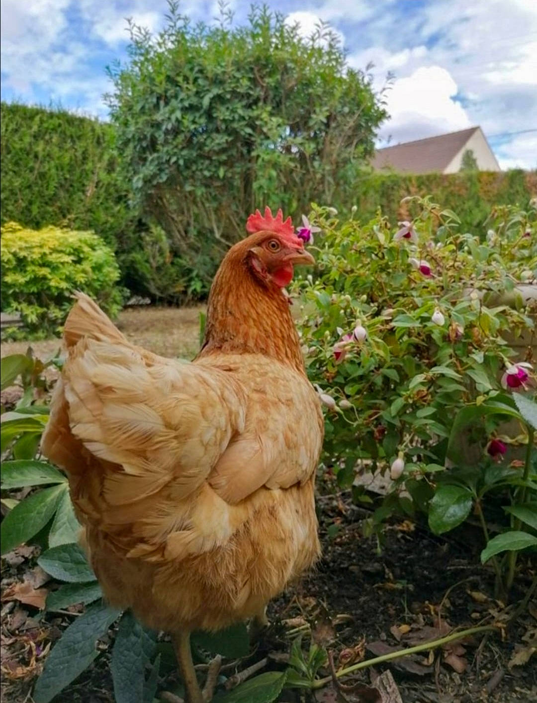 Pâquerette participe au concours pour gagner de l'argent avec cette photo : agriculture, beak, bird, chicken, comb, farm, fawn, flightless_bird, fowl, galliformes, green, herbaceous_plant, livestock, neck, pasture, phasianidae, plantation, poultry, rooster, rural_area