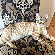 Sakura a rejoint le concours — aidez-le/la à gagner de superbes lots ! animal, blue_eyes, brown, cat, cream, curious, ears, feline, floor_tiles, indoor, lying_down, patterned_chair, paw, pet, relaxed, spotted_fur, striped, tail, wall, whiskers