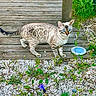 cat, blue_eyes, spotted_fur, wooden_deck, grass, plants, gravel, outdoor, pet, animal, feline, nature, mammal, whiskers, tail, ears, alert, standing, daylight, close_up