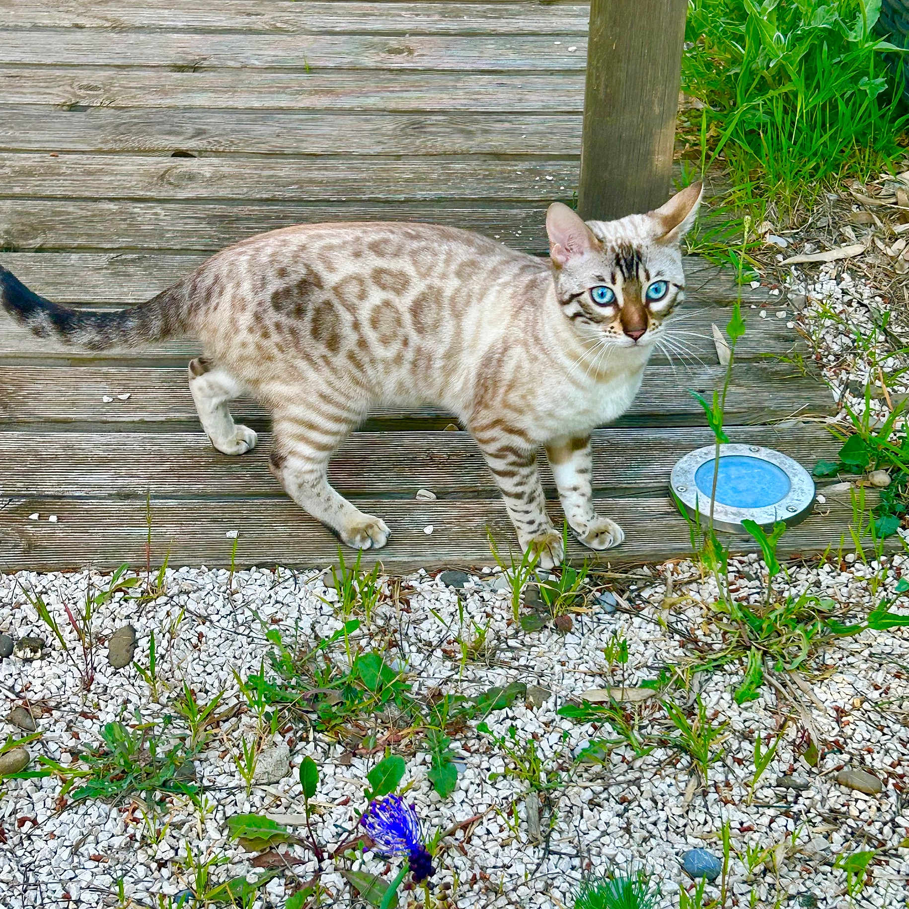 Sakura a rejoint le concours — aidez-le/la à gagner de superbes lots ! cat, blue_eyes, spotted_fur, wooden_deck, grass, plants, gravel, outdoor, pet, animal, feline, nature, mammal, whiskers, tail, ears, alert, standing, daylight, close_up