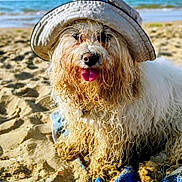 Winnie participe au concours pour gagner de l'argent avec cette photo : dog, beach, sand, ocean, seaside, floppy_hat, wet_fur, shaggy_fur, curly_fur, tongue, panting, outdoors, summer, vacation, portrait, close_up, blue_towel, sunglasses, shoreline, happy