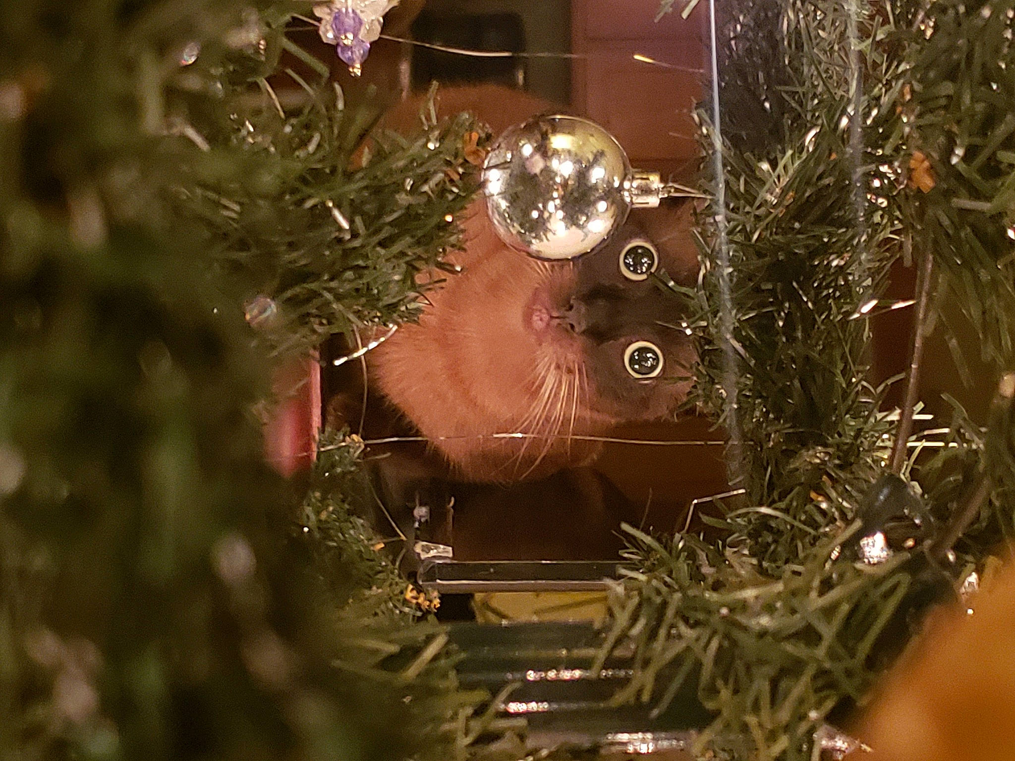 Cornelius joined the competition — help win amazing prizes! branch, christmas, christmas_decoration, christmas_ornament, christmas_tree, circle, conifer, event, evergreen, grass, holiday, holiday_ornament, ornament, plant, tints_and_shades, tree, twig, winter, wood, woody_plant