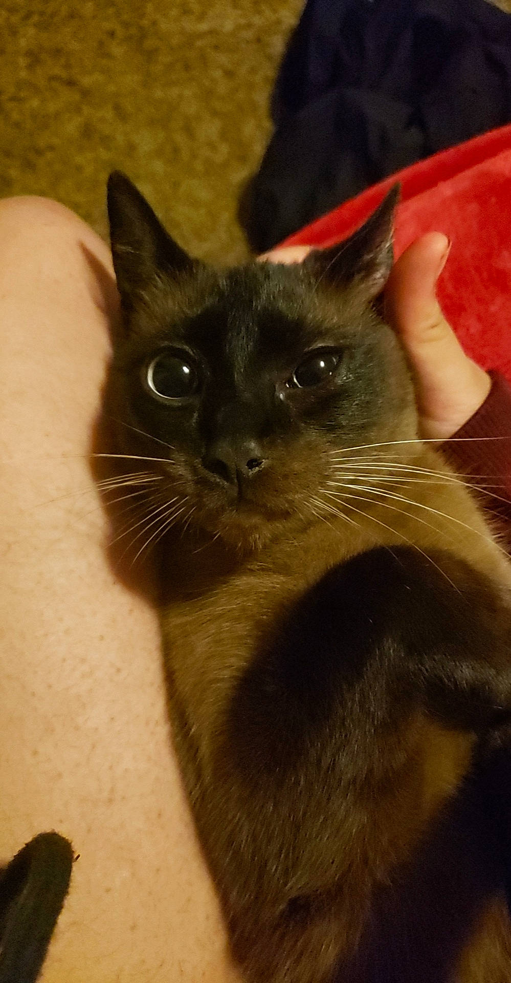 Cornelius is registered to the contest to win money with this photo: carnivore, cat, claw, domestic_short_haired_cat, fawn, felidae, fur, iris, small_to_medium_sized_cats, snout, whiskers