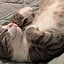 Louie is registered to the contest to win money with this photo: cat, tabby_cat, sleeping, cozy, fur, paw, whiskers, quilt, indoor, pet, relaxed, cute, animal, mammal, feline, domestic, closeup, resting, soft, adorable