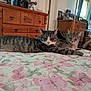 Louie joined the competition — help win amazing prizes! cat, tabby_cat, bed, bedspread, floral_pattern, furniture, dresser, mirror, indoor, resting, pets, animal, cozy, feline, two_animals, striped, relaxed, household, cute, domestic