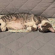 Louie is registered to the contest to win money with this photo: cat, tabby, sleeping, nap, feline, pet, cozy, indoor, blanket, quilt, gray, patterned, relaxed, fur, animal, cute, resting, paw, whiskers, home