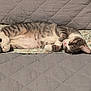 cat, tabby, sleeping, nap, feline, pet, cozy, indoor, blanket, quilt, gray, patterned, relaxed, fur, animal, cute, resting, paw, whiskers, home