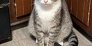 Louie joined the competition — help win amazing prizes! cat, tabby, white_paws, sitting, wooden_floor, kitchen, flooring, pet, indoor, animal, curious, green_eyes, fur, tail, ears, whiskers, domestic_cat, feline, quiet, home