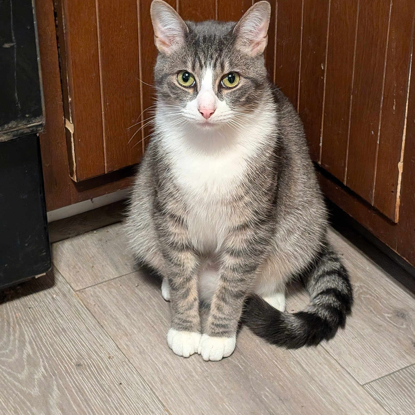 Louie joined the competition — help win amazing prizes! animal, cat, curious, domestic_cat, ears, feline, flooring, fur, green_eyes, home, indoor, kitchen, pet, quiet, sitting, tabby, tail, whiskers, white_paws, wooden_floor