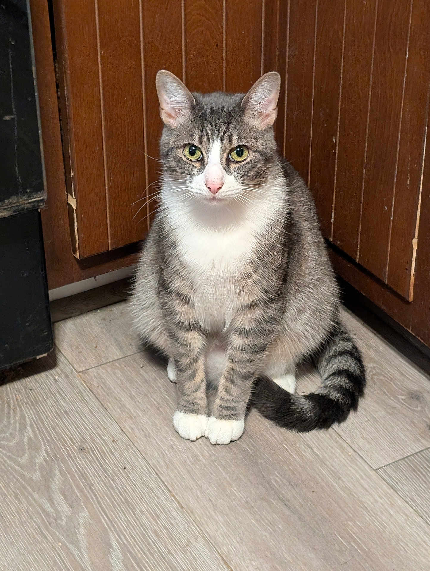 Louie joined the competition — help win amazing prizes! cat, tabby, white_paws, sitting, wooden_floor, kitchen, flooring, pet, indoor, animal, curious, green_eyes, fur, tail, ears, whiskers, domestic_cat, feline, quiet, home