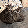 cat, tabby_cat, animal, pet, bed, pillow, blanket, fur, sleeping, cozy, snuggling, indoor, resting, cute, two_animals, striped, domestic_cat, mammal, whiskers, tail