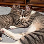 cat, tabby_cat, sleeping, snuggling, pets, indoor, bed, fur, whiskers, paw, cute, animal, mammal, feline, resting, cozy, domestic, two_cats, close_up, peaceful
