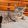 cat, tabby, feline, pet, sleepy, resting, indoor, quilt, bedroom, furniture, wood, drawer, animal, cozy, fur, paw, ears, whiskers, closeup, relaxation