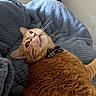 Denver is registered to the contest to win money with this photo: animal, blanket, bow_tie, cat, close_up, cozy, curious, cute, domestic_animal, feline, fur, ginger_cat, indoor, looking_up, pet, portrait, relaxed, resting, soft_texture, whiskers