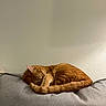 Denver is registered to the contest to win money with this photo: animal, cat, cozy, curled_up, cushion, cute, domestic, feline, fur, ginger_cat, gray, home, indoor, peaceful, pet, quiet, relaxation, resting, sleeping, tail