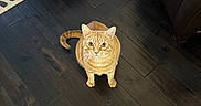 Denver joined the competition — help win amazing prizes! animal, cat, cozy, curious, domestic, ears, eyes, flooring, furniture, home, indoor, leather_couch, looking_up, orange_tabby, patterned_rug, pet, rug, tail, whiskers, wooden_floor