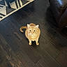 animal, cat, cozy, curious, domestic, ears, eyes, flooring, furniture, home, indoor, leather_couch, looking_up, orange_tabby, patterned_rug, pet, rug, tail, whiskers, wooden_floor