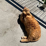 Denver is registered to the contest to win money with this photo: animal, cat, concrete_floor, daylight, domestic, feline, fur, grid_shadow, houseplant, indoor, nature, orange_tabby, paw, pet, potted_plant, relaxed, resting, shadow, sunlight, texture