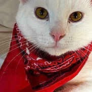 Yeti joined the competition — help win amazing prizes! cat, white_cat, bandana, red_bandana, close_up, pet, animal, feline, whiskers, golden_eyes, face, fur, cute, domestic_cat, looking_at_camera, portrait, indoor, soft_texture, pink_nose, calm_expression