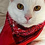 cat, white_cat, bandana, red_bandana, close_up, pet, animal, feline, whiskers, golden_eyes, face, fur, cute, domestic_cat, looking_at_camera, portrait, indoor, soft_texture, pink_nose, calm_expression