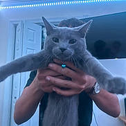 Kitty is registered to the contest to win money with this photo: cat, gray_cat, person, hands, watch, indoor, door, television, led_lights, blue_light, feline, pet, stretching, collar, living_room, home, cute, animal, mammal, whiskers