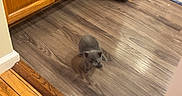 Kitty joined the competition — help win amazing prizes! animal, cabinet, cabinet_doors, corner, curiosity, curious, domestic_animal, floor_surface, floor_transition, floorboards, flooring, gray_cat, home, indoor, kitchen, kitten, pet, small_pet, wooden_floor, young_cat