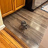 animal, cabinet, cabinet_doors, corner, curiosity, curious, domestic_animal, floor_surface, floor_transition, floorboards, flooring, gray_cat, home, indoor, kitchen, kitten, pet, small_pet, wooden_floor, young_cat