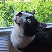 Luna joined the competition — help win amazing prizes! cat, black_and_white, whiskers, window, greenery, curious, pet, animal, indoor, closeup, feline, looking_up, nature, daylight, domestic_cat, portrait, fur, ears, nose, reflection