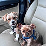 dog, small_dog, pet, car_seat, beige_seat, harness, animal, companion, indoor, cute, curious, fur, ears, sitting, two_animals, vehicle_interior, window, leather_seat, seatbelt, closeup