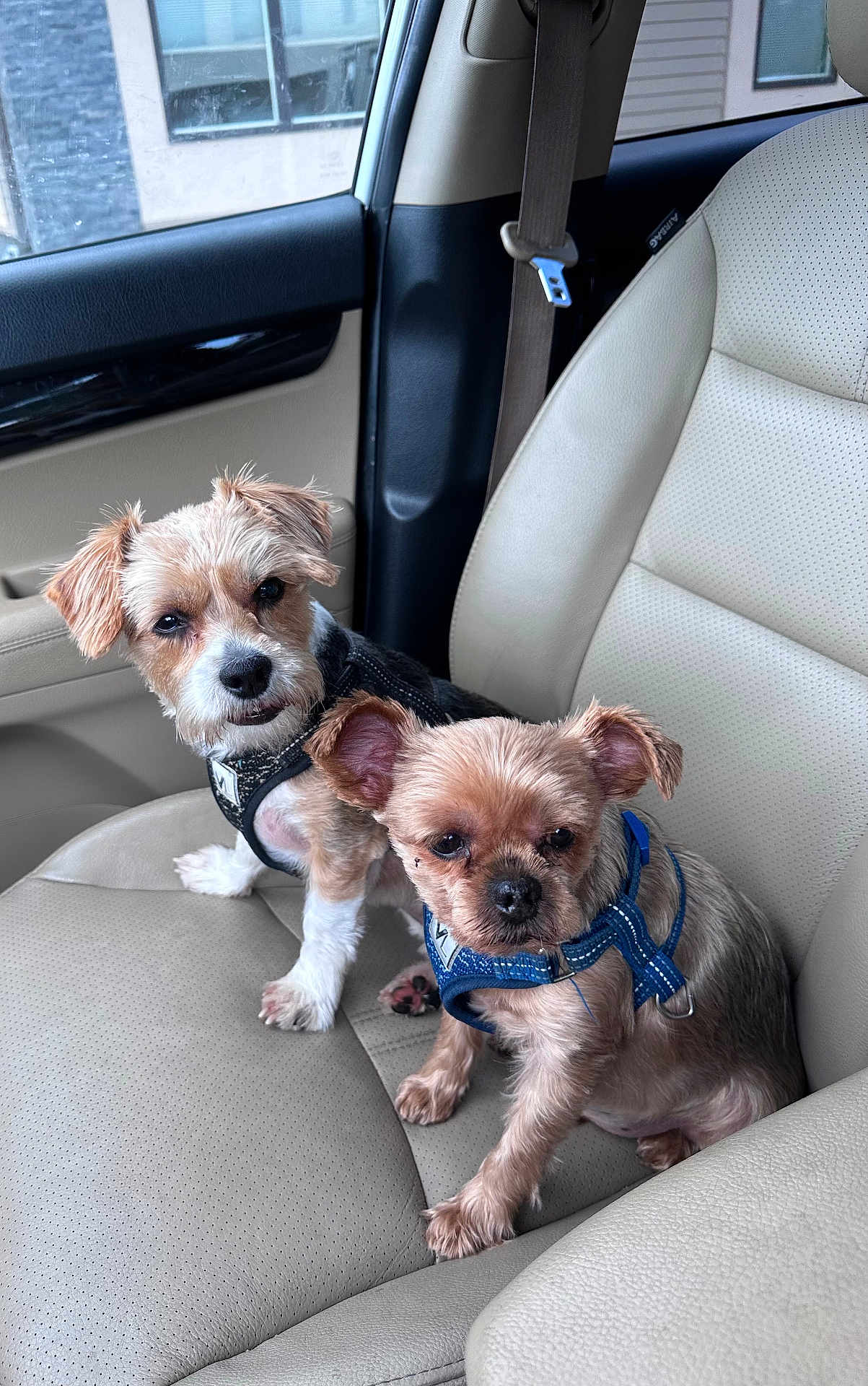 Buddy And Jj joined the competition — help win amazing prizes! dog, small_dog, pet, car_seat, beige_seat, harness, animal, companion, indoor, cute, curious, fur, ears, sitting, two_animals, vehicle_interior, window, leather_seat, seatbelt, closeup
