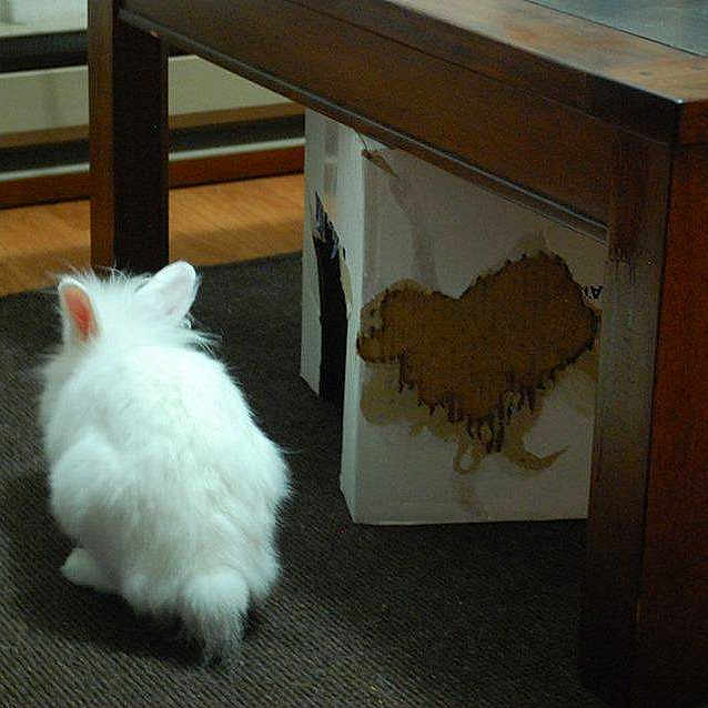 Quill is registered to the contest to win money with this photo: