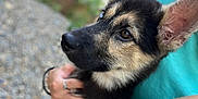 Freya is registered to the contest to win money with this photo: dog, puppy, german_shepherd, animal, pet, ears, fur, eyes, person, hand, holding, outdoor, blurred_background, nature, rock, turquoise_shirt, companion, close_up, young_dog, cute