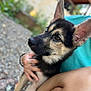 dog, puppy, german_shepherd, animal, pet, ears, fur, eyes, person, hand, holding, outdoor, blurred_background, nature, rock, turquoise_shirt, companion, close_up, young_dog, cute