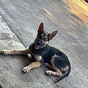 Freya joined the competition — help win amazing prizes! animal, blue_eye, car_jack, concrete, dog, driveway, ears_up, german_shepherd, grass, outdoor, pet, playful, puppy, relaxed, shadow, sunlight, tire, tongue_out, vehicle, young_dog