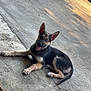 animal, blue_eye, car_jack, concrete, dog, driveway, ears_up, german_shepherd, grass, outdoor, pet, playful, puppy, relaxed, shadow, sunlight, tire, tongue_out, vehicle, young_dog