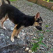 Freya is registered to the contest to win money with this photo: puppy, dog, rock, plant, gravel, outdoor, nature, sunlight, greenery, young_dog, curious, ears, sniffing, ground, small_plant, animal, pet, brown, black, fur