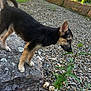 puppy, dog, rock, plant, gravel, outdoor, nature, sunlight, greenery, young_dog, curious, ears, sniffing, ground, small_plant, animal, pet, brown, black, fur