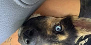 Freya joined the competition — help win amazing prizes! animal, arm, blue_eye, brown_eye, car_interior, close_up, clothing, curious, dog, ears, fur, german_shepherd, heterochromia, leopard_print, pet, puppy, seat, snuggle, tattoo, wristband