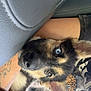 dog, puppy, german_shepherd, heterochromia, blue_eye, brown_eye, car_interior, seat, arm, tattoo, wristband, clothing, leopard_print, close_up, curious, pet, animal, fur, ears, snuggle