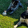 dog, grass, baseball, outdoor, playful, tongue_out, paw, animal, pet, sunlight, nature, two_dogs, black_and_white, fur, relaxing, summer, canine, playing, yard, daytime