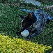 Lojack joined the competition — help win amazing prizes! animal, baseball, black_and_white, canine, chewing, closeup, daytime, dog, fur, grass, grass_field, ground, lawn, nature, outdoor, pet, playing, resting, rocks, sunlight