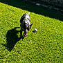 dog, grass, outdoor, playful, ball, tongue_out, sunlight, shadow, pet, animal, lawn, brick_wall, daytime, canine, nature, greenery, fun, walking, summer, happy