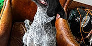Lojack joined the competition — help win amazing prizes! animal, black, brown, casual, cords, dog, floor, four_legs, furniture, green_board, happy, indoor, leather_chair, looking_up, panting, pet, speckled_fur, tongue_out, wall, white