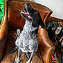 animal, black, brown, casual, cords, dog, floor, four_legs, furniture, green_board, happy, indoor, leather_chair, looking_up, panting, pet, speckled_fur, tongue_out, wall, white
