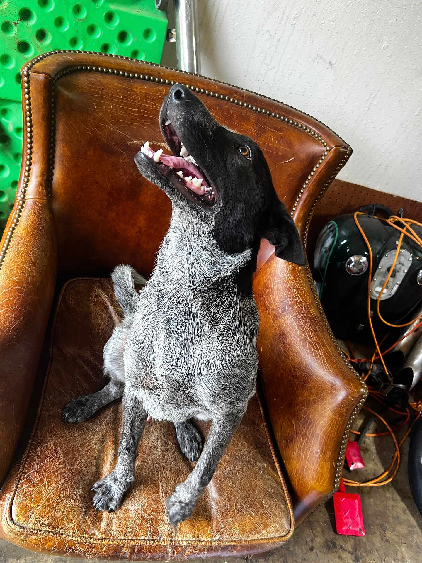 Lojack joined the competition — help win amazing prizes! dog, leather_chair, brown, black, white, speckled_fur, pet, indoor, looking_up, happy, panting, tongue_out, four_legs, animal, furniture, cords, green_board, wall, floor, casual
