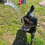animal, backyard, canine, daytime, dog, fun, grass, happy, motion, mouth, outdoor, pet, playing, rottweiler, summer, sunlight, tongue, toy, water, wet