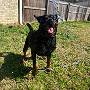 Krampus is registered to the contest to win money with this photo: animal, backyard, canine, daylight, dog, fence, grass, happy, nature, outdoor, pet, playful, playing, rottweiler, summer, sunny, tongue_out, water, water_splash, wet