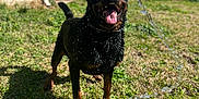 Krampus is registered to the contest to win money with this photo: animal, backyard, canine, daylight, dog, fence, grass, happy, nature, outdoor, pet, playful, playing, rottweiler, summer, sunny, tongue_out, water, water_splash, wet